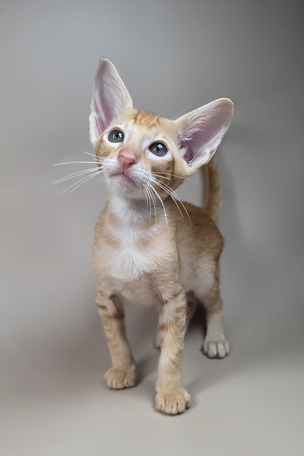 Kovu | Oriental Shorthair Kitten
