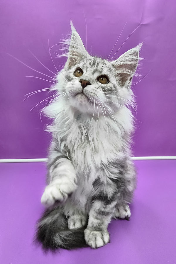 Kiventin | Maine Coon Kitten