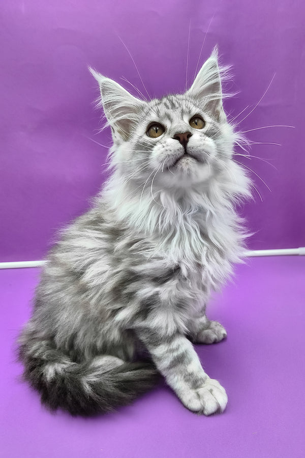 Kiventin | Maine Coon Kitten