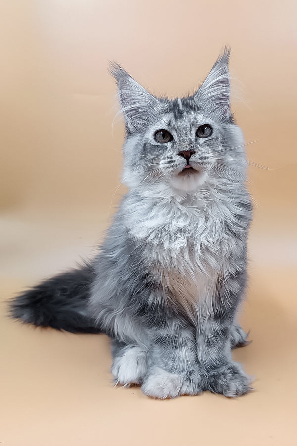 Lamba | Polydacty Maine Coon Kitten