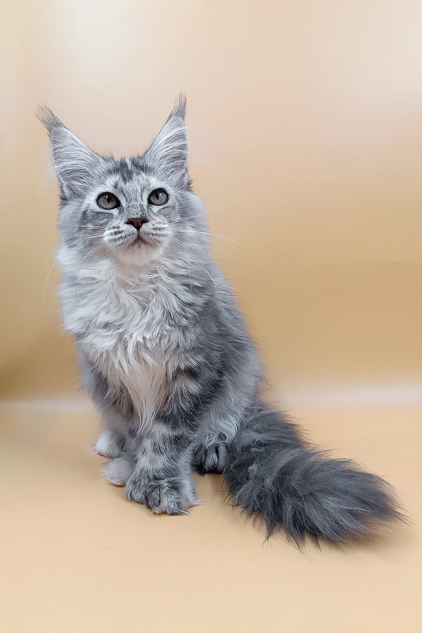 Lamba | Polydacty Maine Coon Kitten