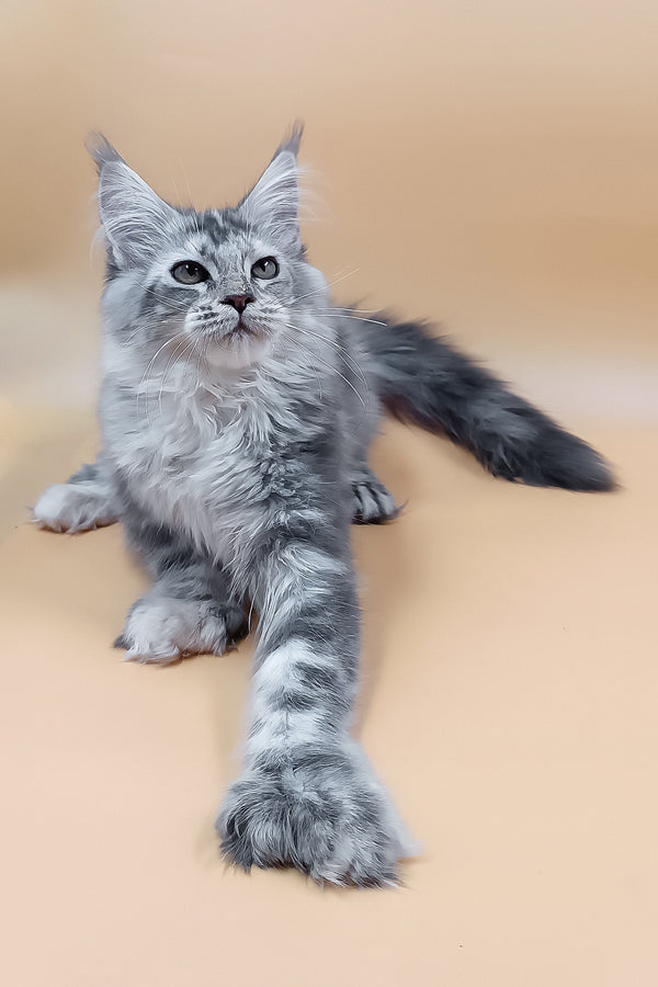 Lamba | Polydacty Maine Coon Kitten