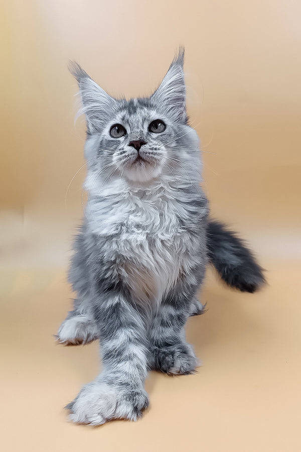 Lamba | Polydacty Maine Coon Kitten