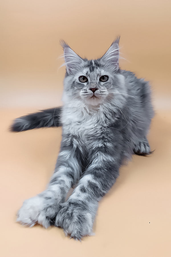 Lamba | Polydacty Maine Coon Kitten