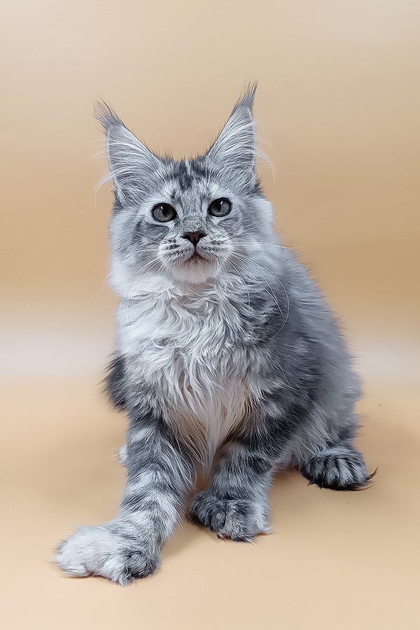 Lamba | Polydacty Maine Coon Kitten