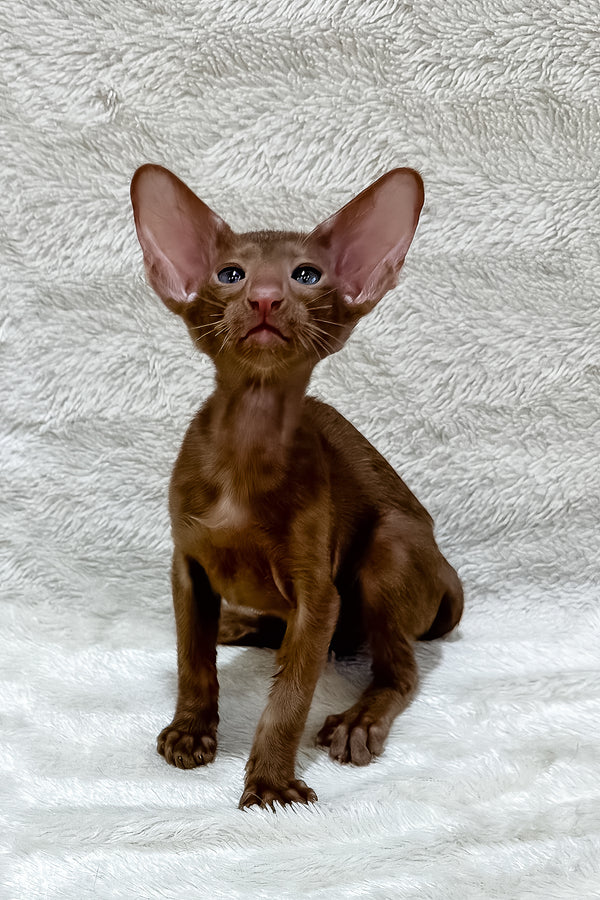 Lancelot | Oriental Shorthair Kitten
