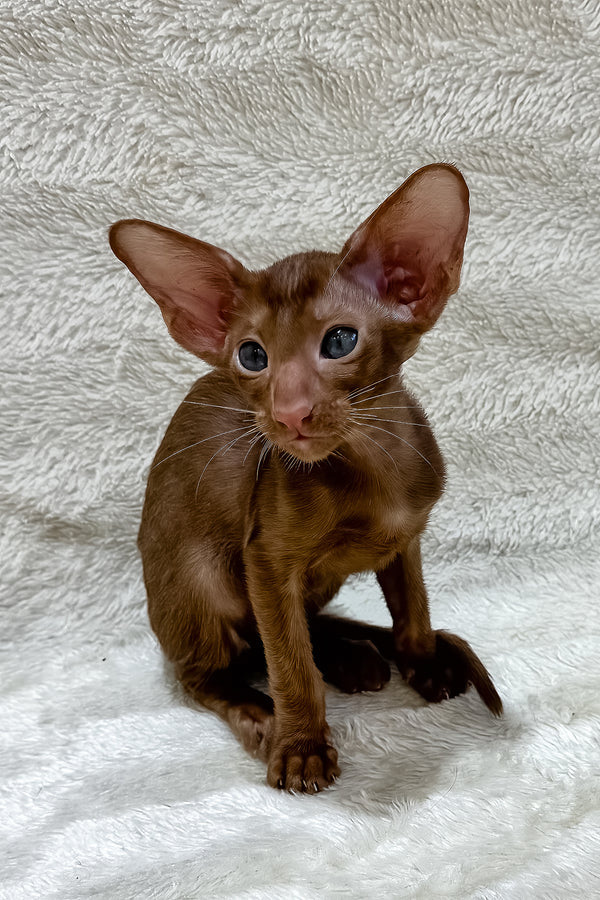 Lancelot | Oriental Shorthair Kitten