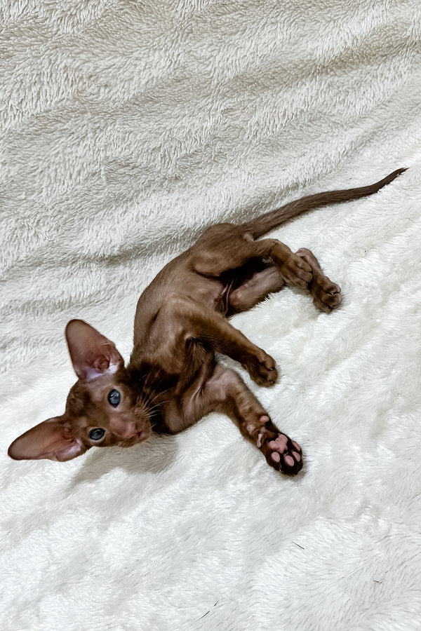 Lancelot | Oriental Shorthair Kitten