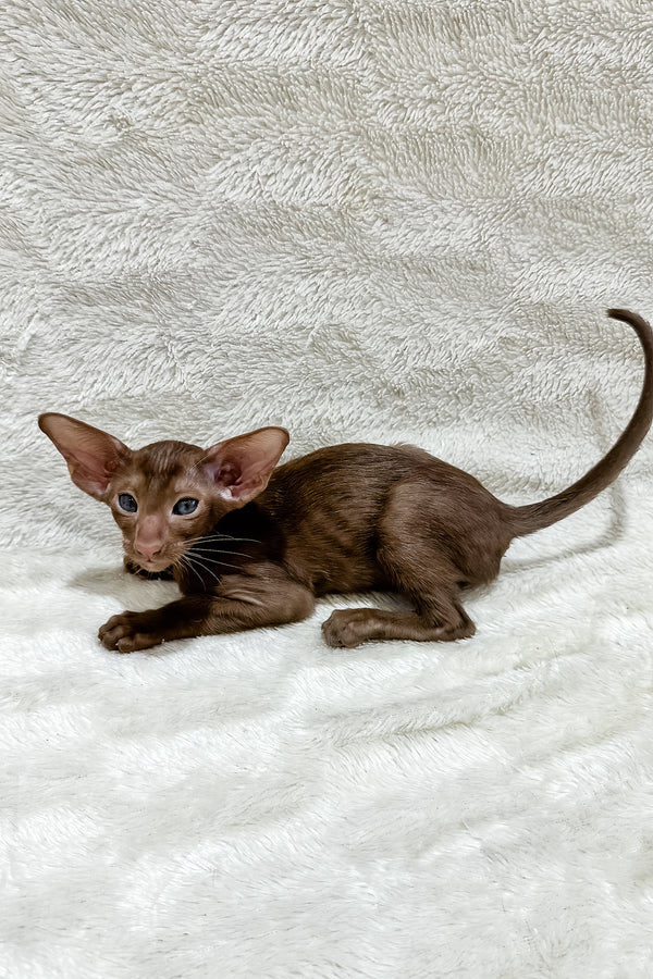 Lancelot | Oriental Shorthair Kitten