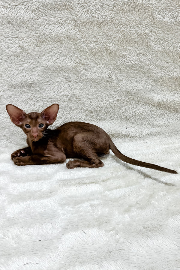 Lancelot | Oriental Shorthair Kitten