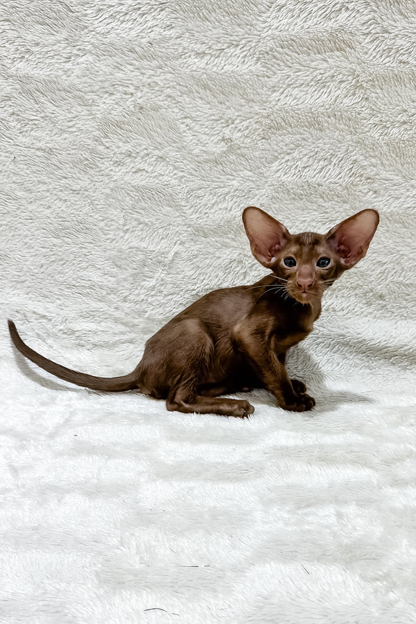 Lancelot | Oriental Shorthair Kitten
