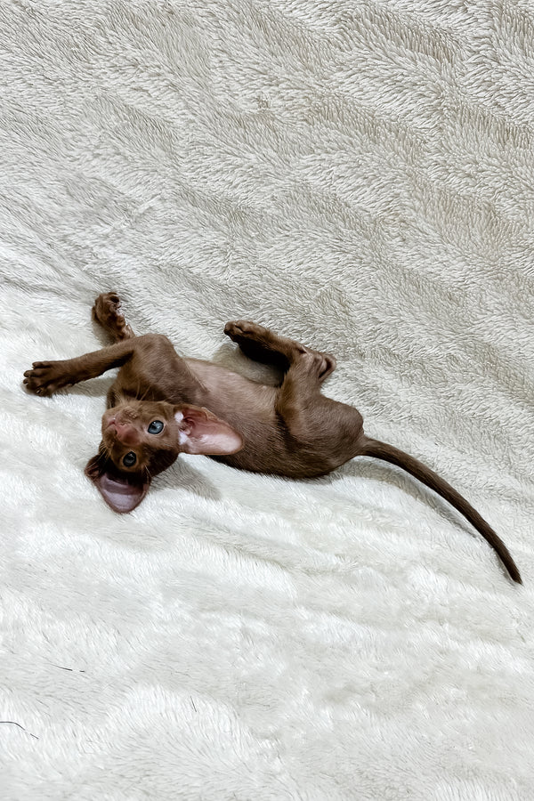 Lancelot | Oriental Shorthair Kitten