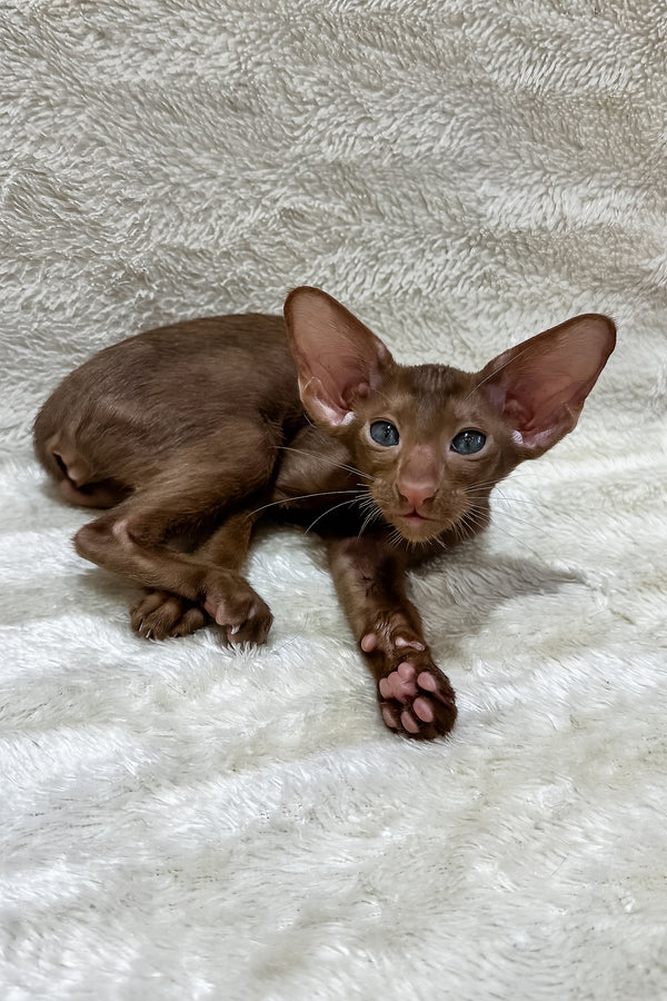 Lancelot | Oriental Shorthair Kitten