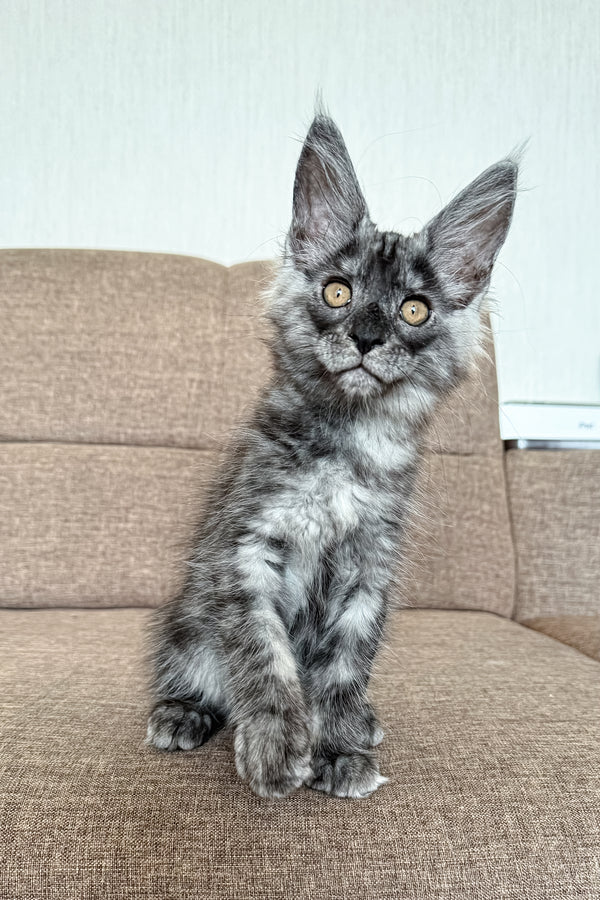 Mailo | Maine Coon Kitten
