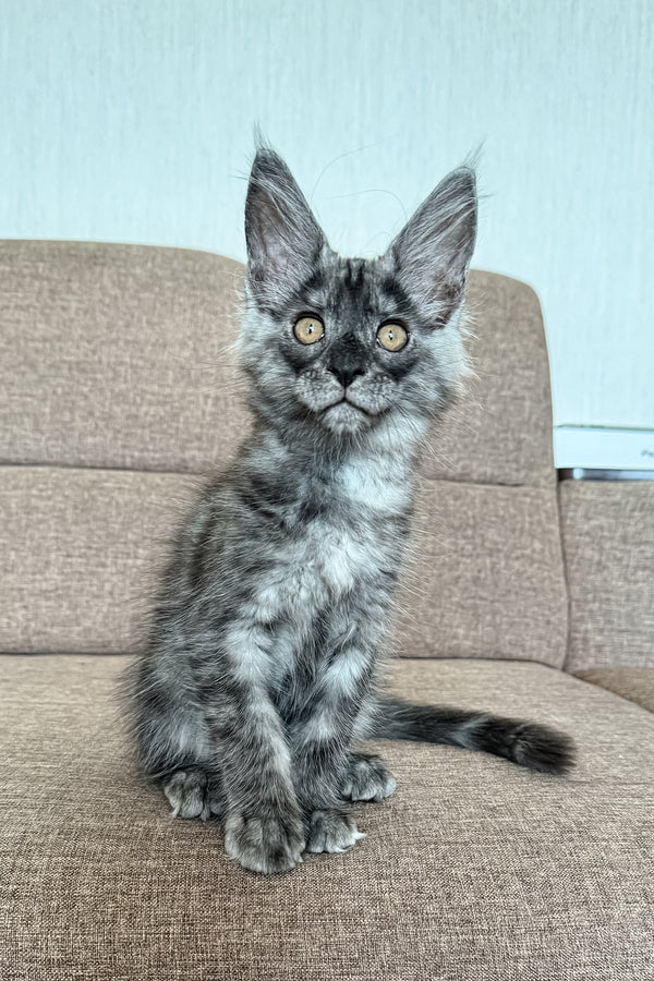 Mailo | Maine Coon Kitten