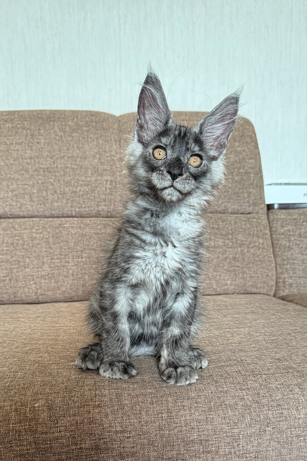 Mailo | Maine Coon Kitten