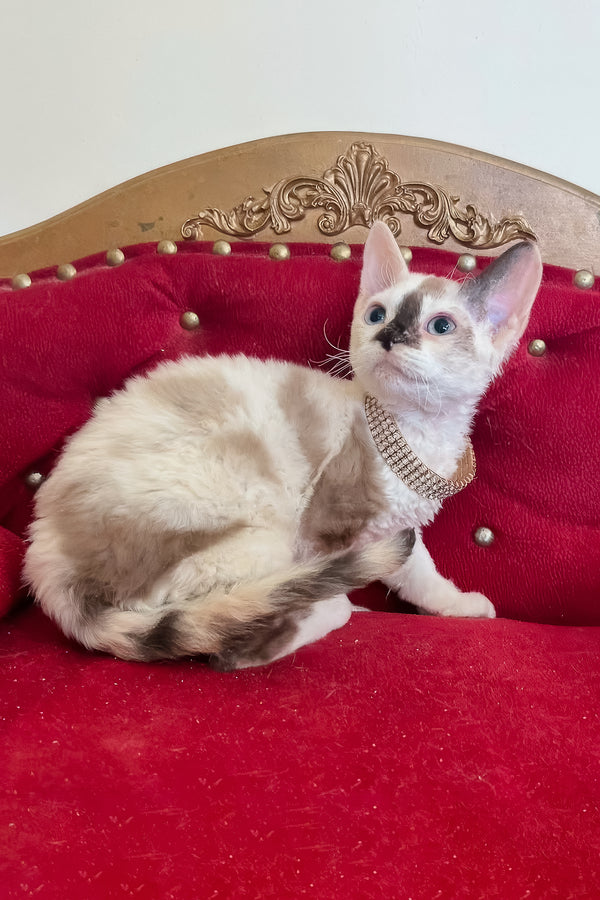 Margo | Devon Rex Kitten