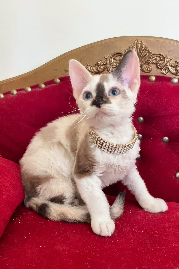 Margo | Devon Rex Kitten