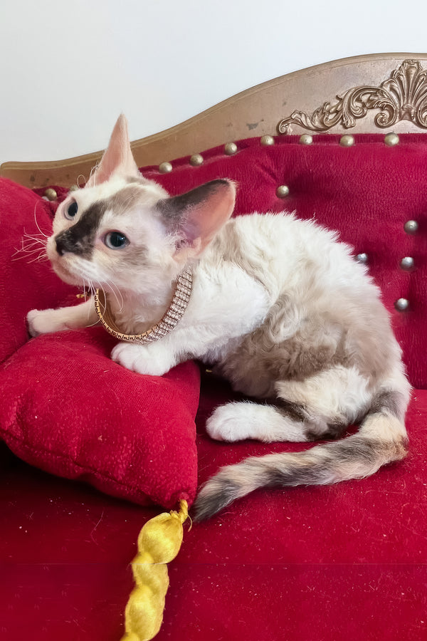 Margo | Devon Rex Kitten