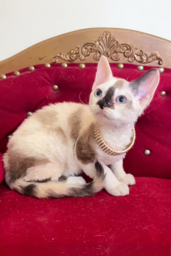 Margo | Devon Rex Kitten