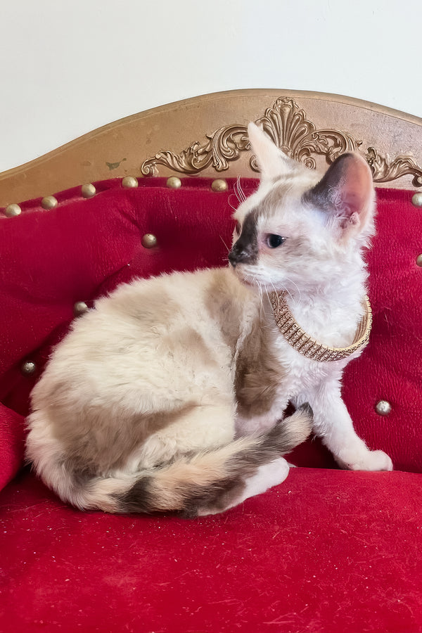 Margo | Devon Rex Kitten