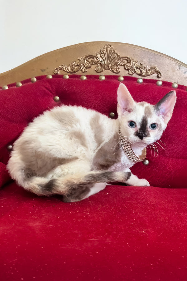 Margo | Devon Rex Kitten