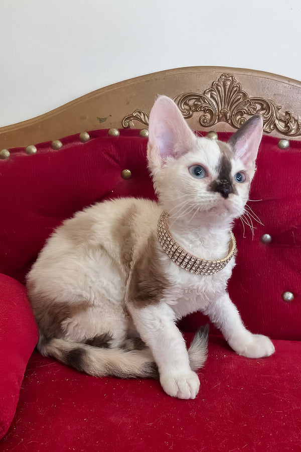 Margo | Devon Rex Kitten