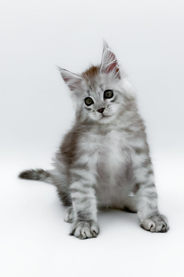 Massimo | Maine Coon Kitten