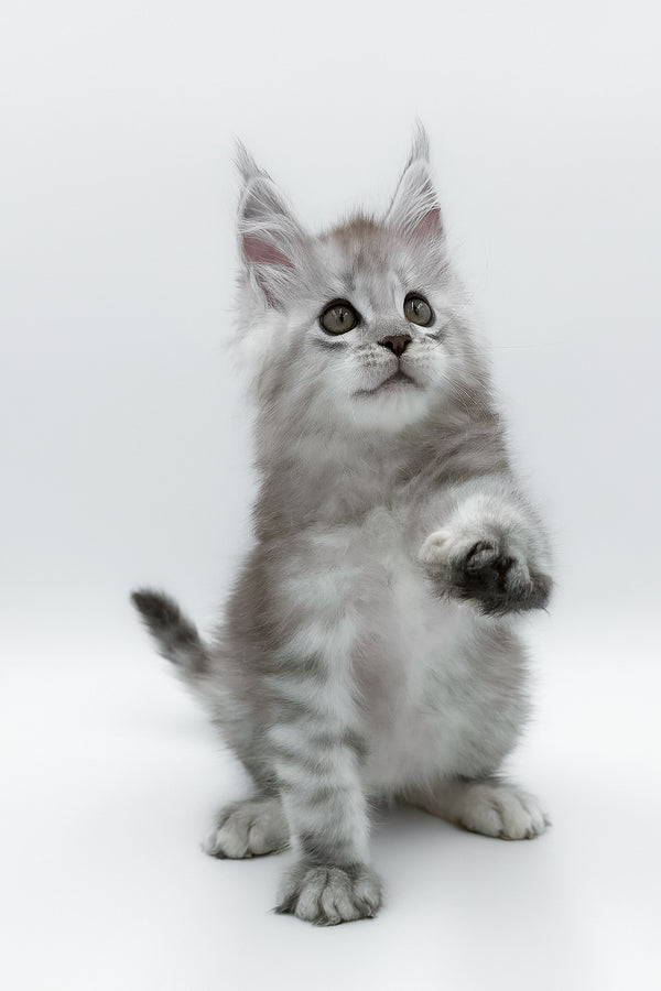 Massimo | Maine Coon Kitten