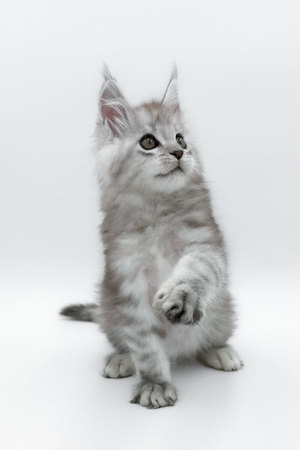 Massimo | Maine Coon Kitten