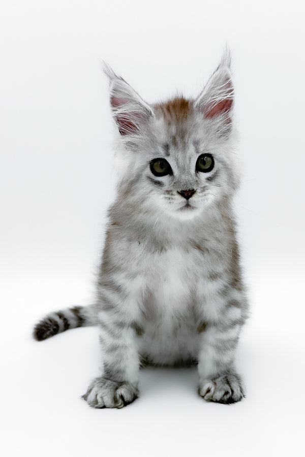 Massimo | Maine Coon Kitten