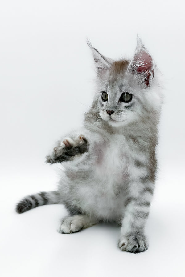 Massimo | Maine Coon Kitten