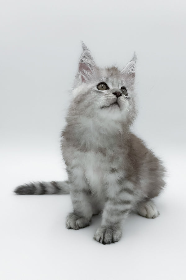 Massimo | Maine Coon Kitten