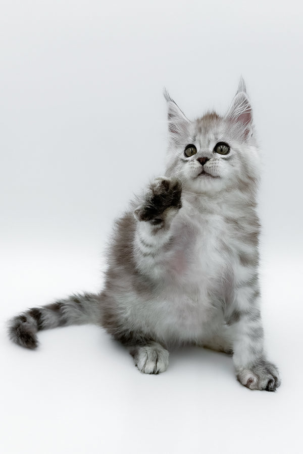 Massimo | Maine Coon Kitten