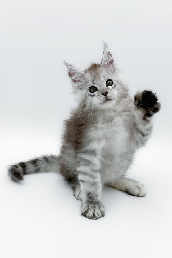 Massimo | Maine Coon Kitten