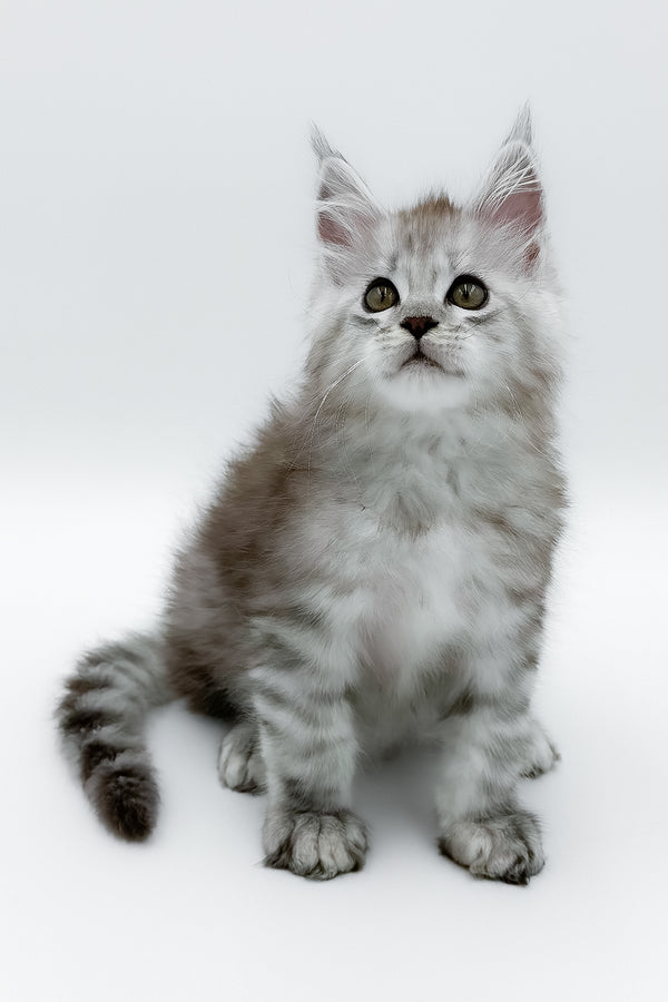 Massimo | Maine Coon Kitten