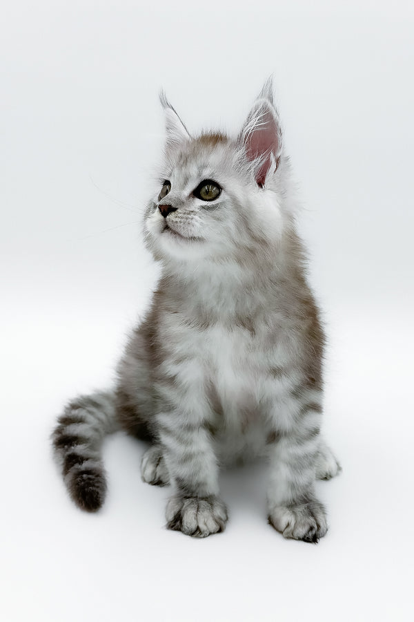 Massimo | Maine Coon Kitten