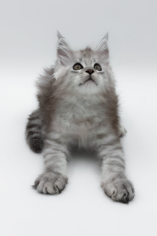Massimo | Maine Coon Kitten