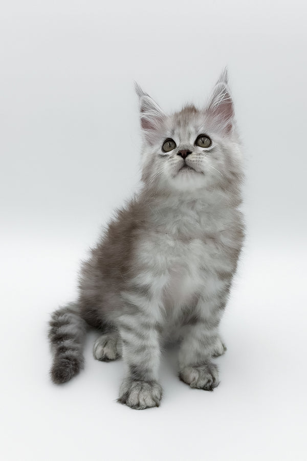 Massimo | Maine Coon Kitten