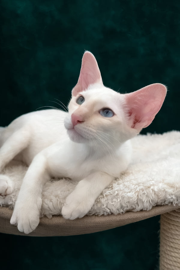 Maverick | Oriental Shorthair Kitten