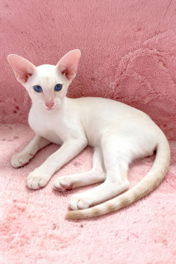 Maverick | Oriental Shorthair Kitten