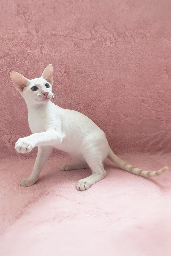 Maverick | Oriental Shorthair Kitten