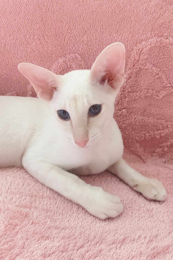 Maverick | Oriental Shorthair Kitten