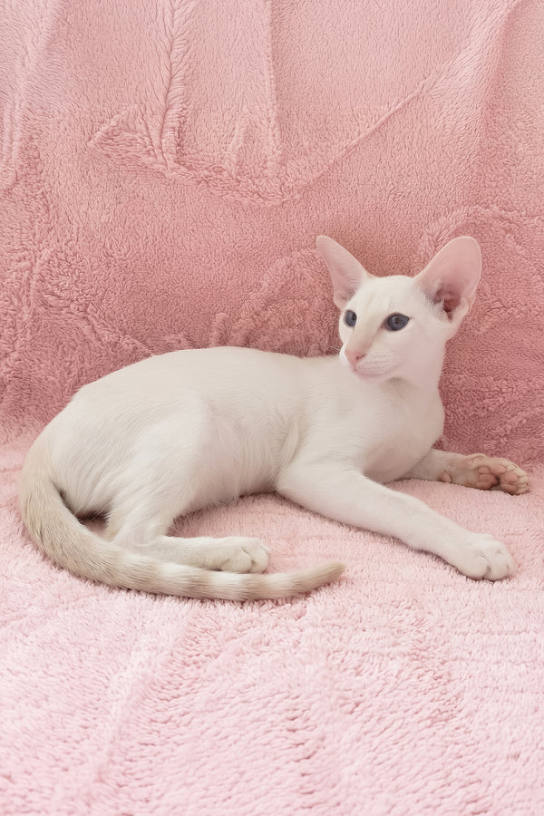 Maverick | Oriental Shorthair Kitten