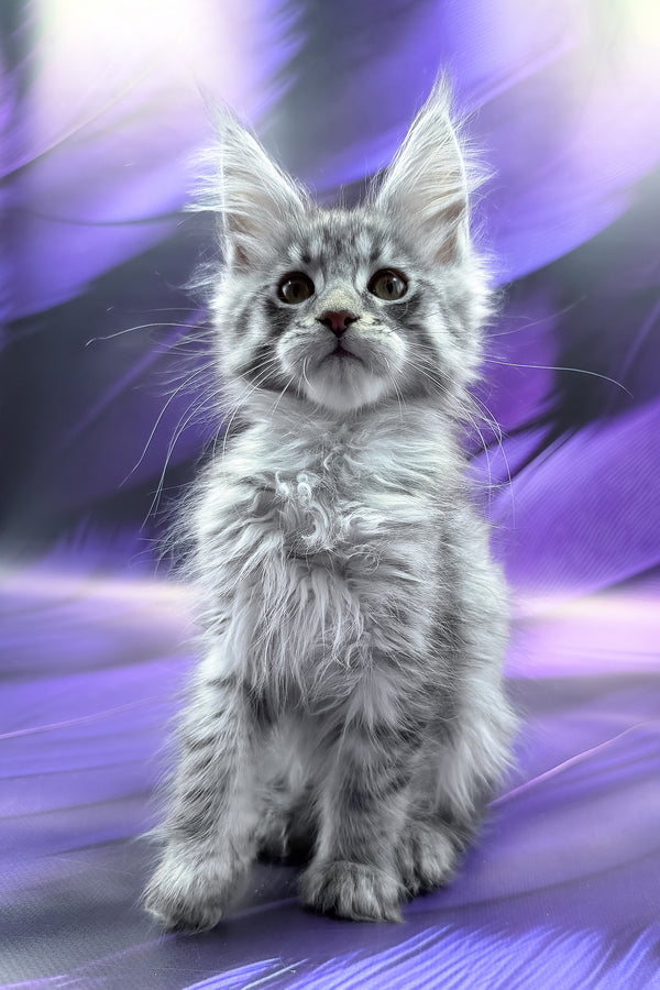 Merx | Maine Coon Kitten