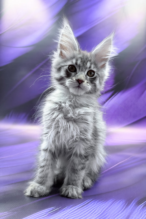 Merx | Maine Coon Kitten
