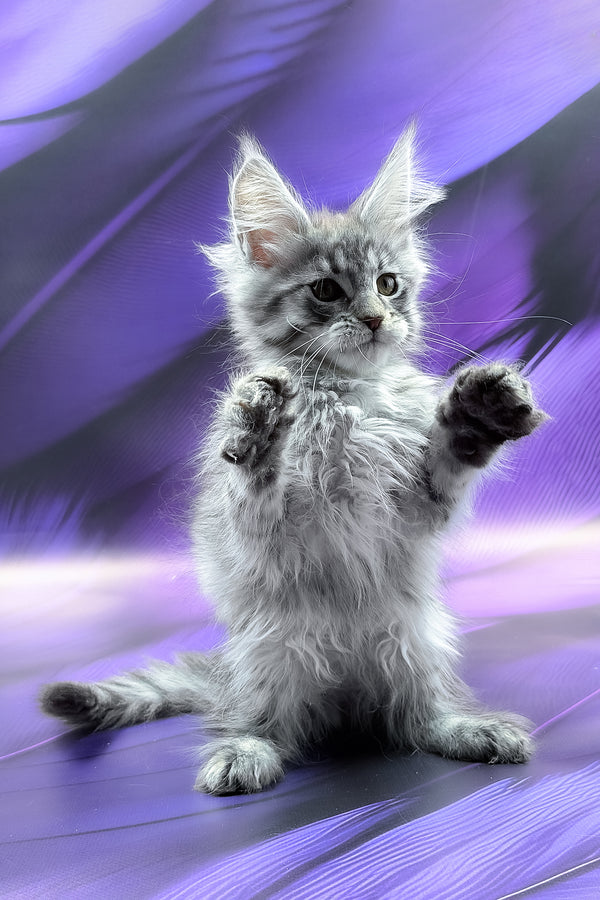 Merx | Maine Coon Kitten