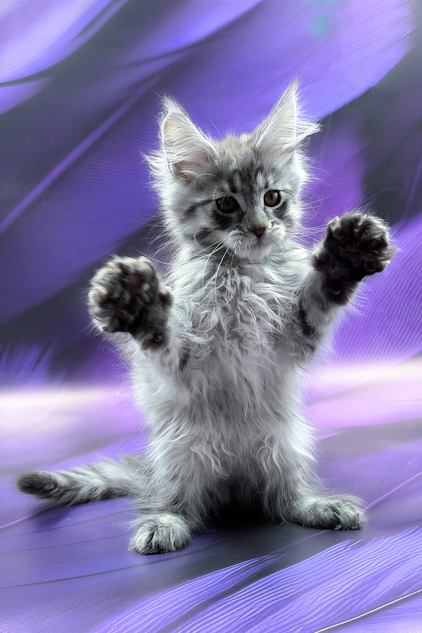 Merx | Maine Coon Kitten