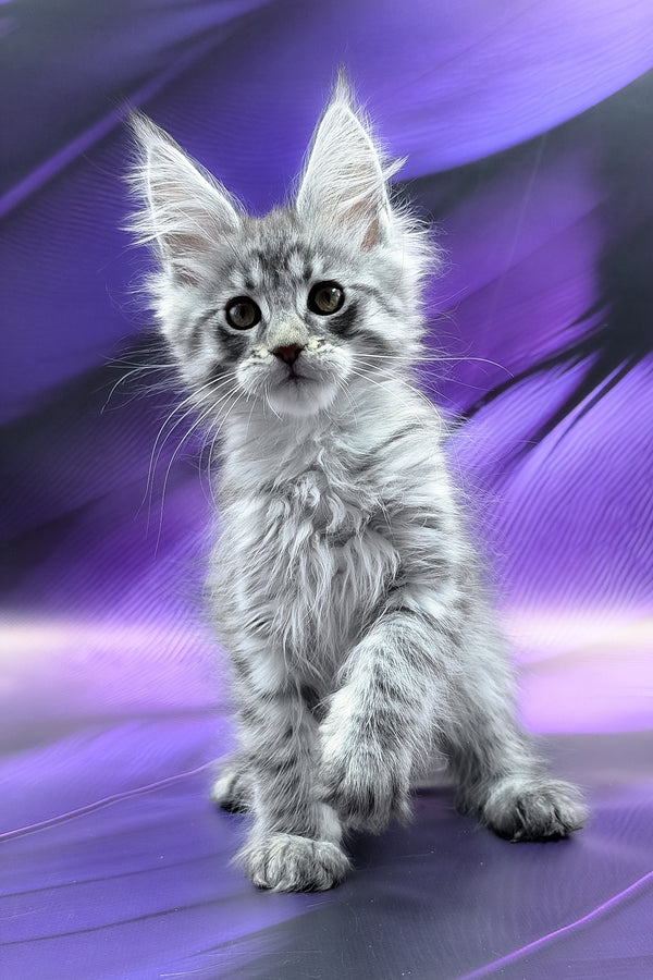 Merx | Maine Coon Kitten
