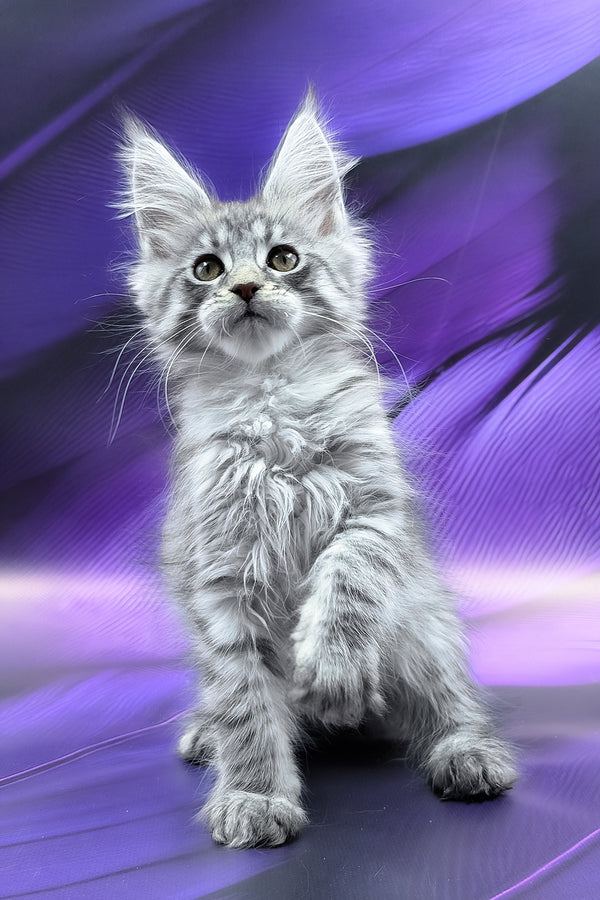 Merx | Maine Coon Kitten